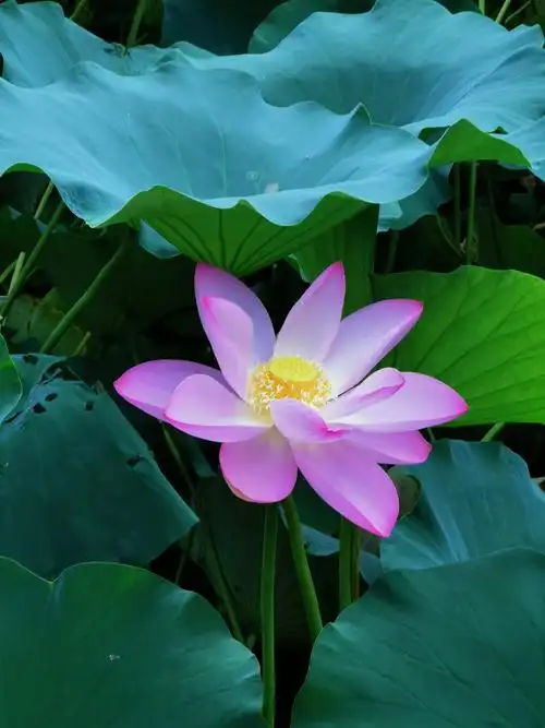 荷花与睡莲:伴随着人们度过炎热的夏天