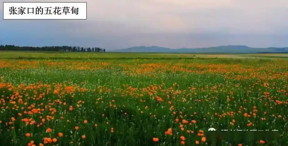 【概念辨识】高考地理草甸与苔原,草甸与草原的区别!_高山