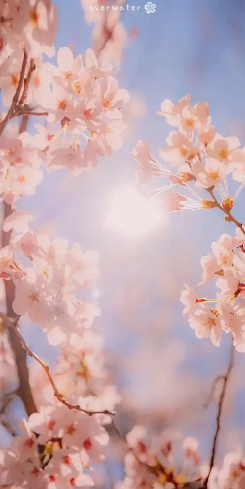 招桃花运壁纸手机壁纸