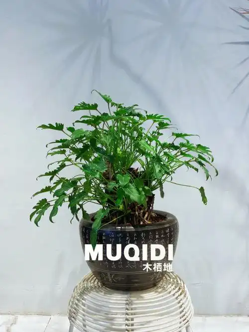 木栖地这些绿植也太好养了吧