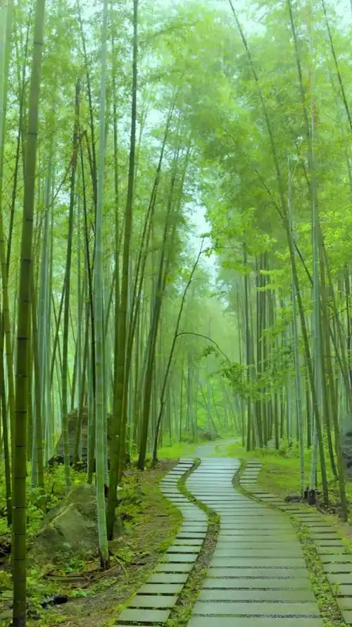 风景青山绿水鸟语花香城市名片重庆站清晨静静的坐在竹林里倾听细雨