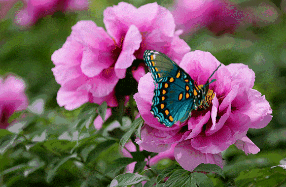 乐享人生:【醉墨居文学群】诗词精选第七期 - vv