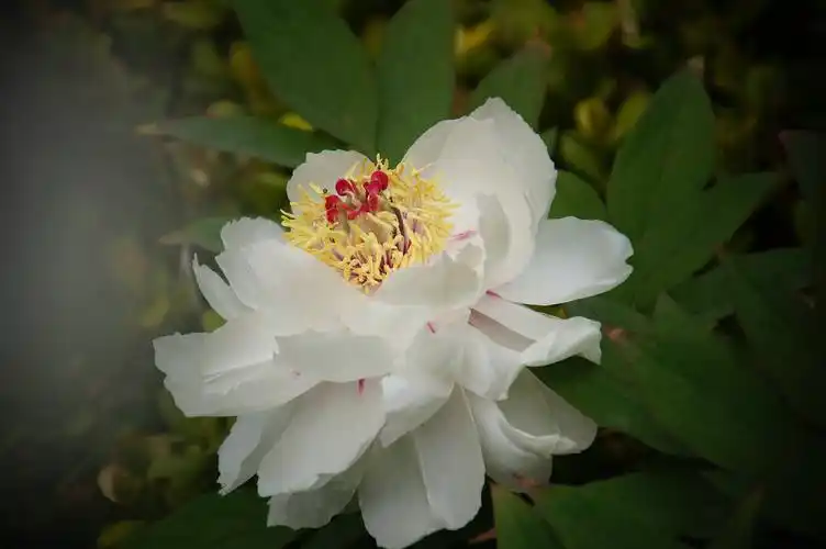 圣洁的白牡丹