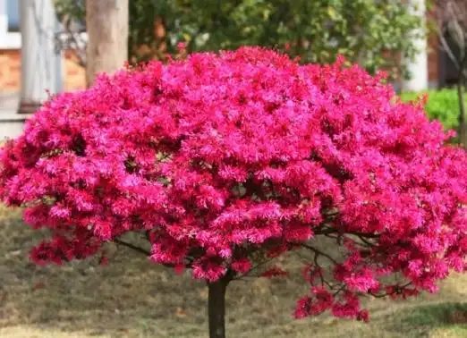 灌木有哪些:21种常见灌木介绍