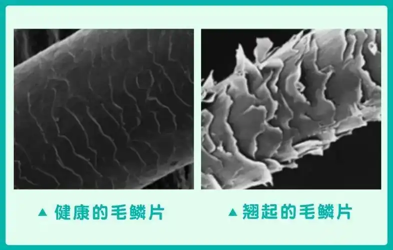 头发的毛鳞片刚长出的时候是闭合的,但是时间久了风吹日晒甚至染烫