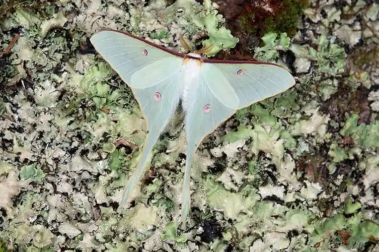 台湾生命大百科 | taiwan encyclopedia of life