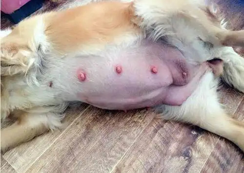 金毛怀孕到生小狗期间的,5大注意事项!