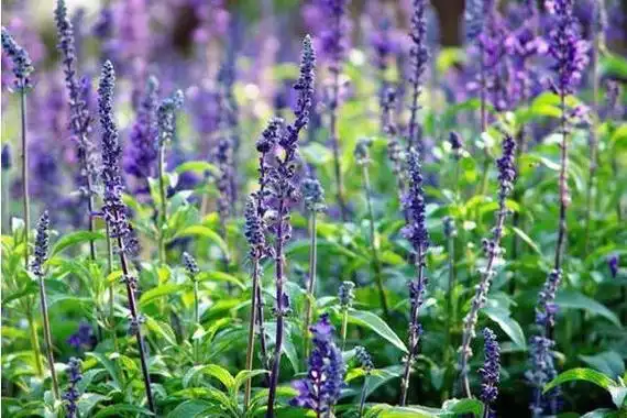鼠尾草籽为什么被禁止 鼠尾草籽的功效