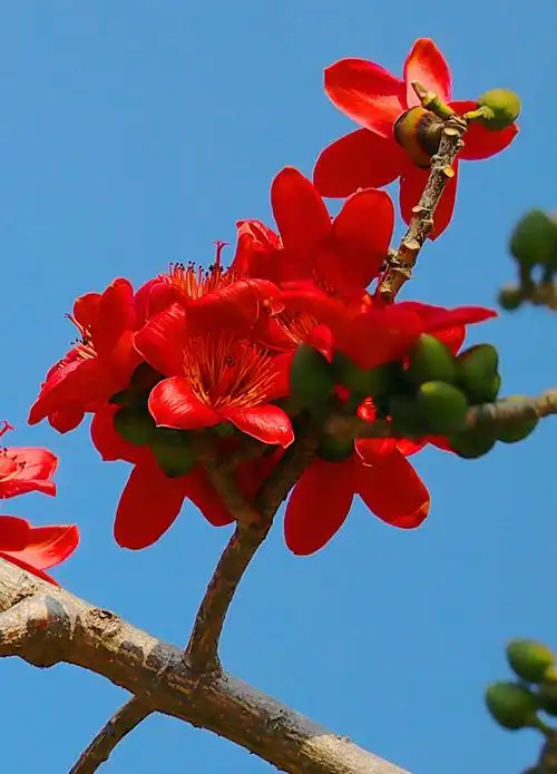 海南木棉花正红(为方便大家欣赏,将大家发在群里的木棉图文编辑在一起