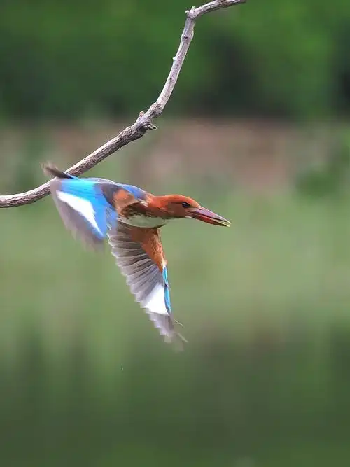 麓湖公园生态照片翠鸟21