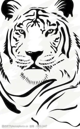 老虎图片06矢量素材