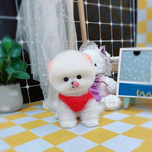 无偿领养博美幼犬活体长不大茶杯犬袖珍纯种俊介口袋杯子狗宠物狗