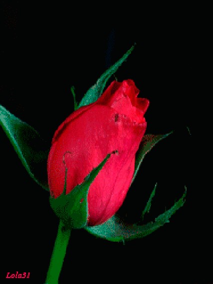 走着走着,花就开了——记刘湾小学青年教师素质提升成果分享会!