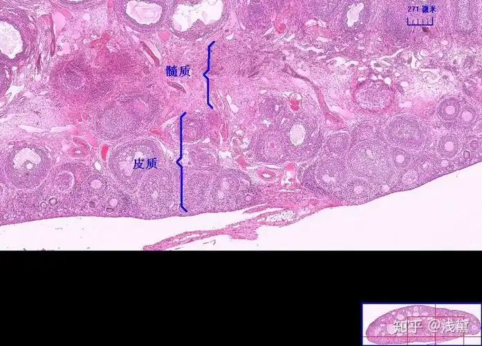 医学生组胚实验考试复习切片(库存更新完毕,后续根据需求更新) - 知乎