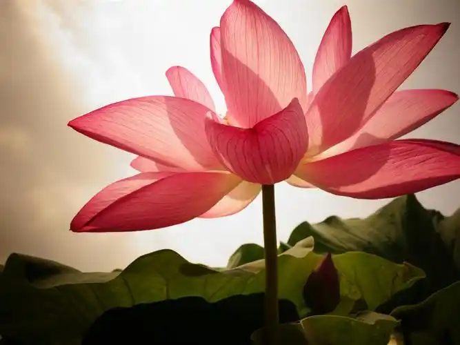 粉红色的莲花,花瓣,背光 壁纸