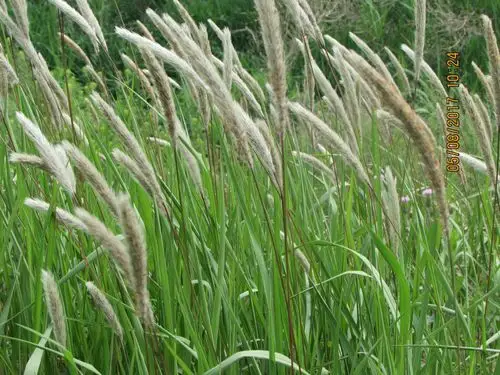 白茅根,生津止渴,凉血清热.风温上受之良药.