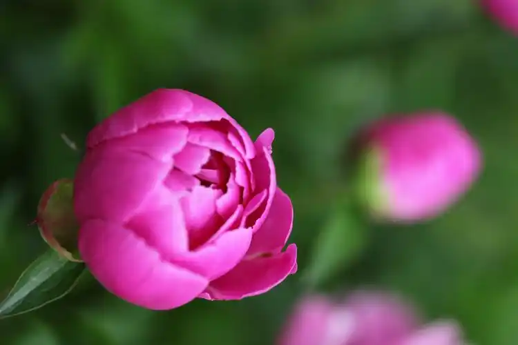 千姿百态芍药花