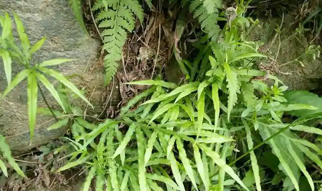 人称"金鸡尾",南方人用它煮凉茶,也许你家门前就有,别铲除|凤尾草