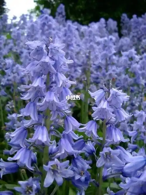 蓝铃花的花语是 访问,道歉,健康,友谊.