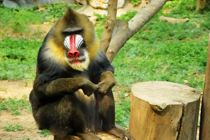 东北话中常提到的"大马猴",真的存在吗?它真的会吃人?