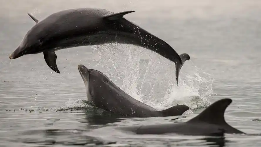 海豚跳出海面超美自然生物世界电脑壁纸(二)