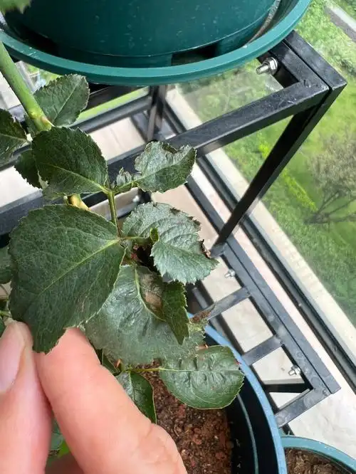 月季叶子卷焦状是有问题嘛