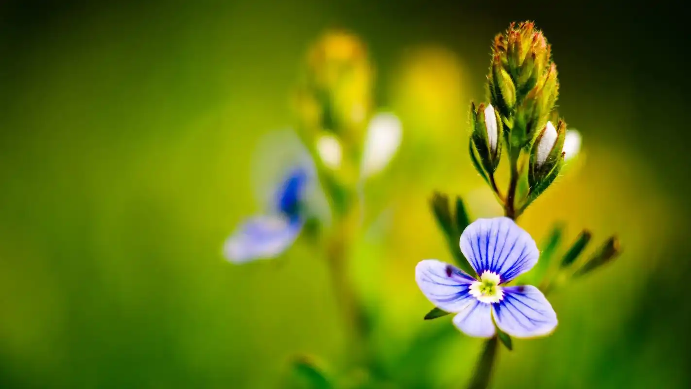 清新治愈系花卉唯美高清桌面壁纸