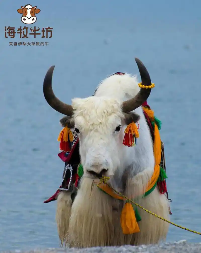 耗牛的身体特点与作用(耗牛的特征) 牦牛是西藏高寒草地上的一种特殊