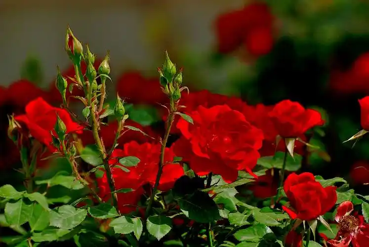 【原创】红蔷薇