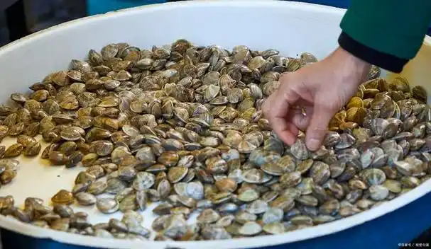 它不仅味道鲜美,而且它的营养也比较全面,实属物美价廉的海产品