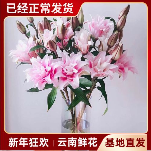 伊莎贝拉重瓣百合真花百合花水养云南直发家用带花苞发货香水重辫