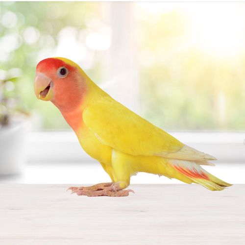 宠以沫(chong yimo)黄桃牡丹鹦鹉活鸟玄凤会说话幼鸟手养宠物鸟活物包