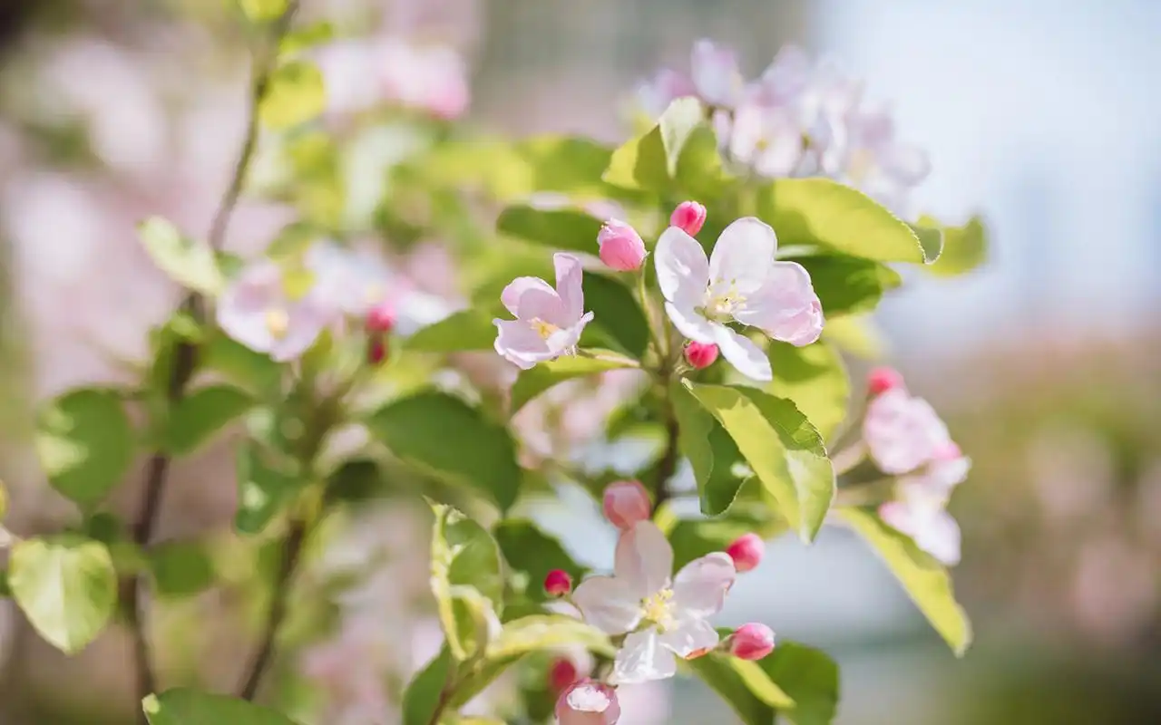 清新唯美粉色花卉摄影图片电脑壁纸