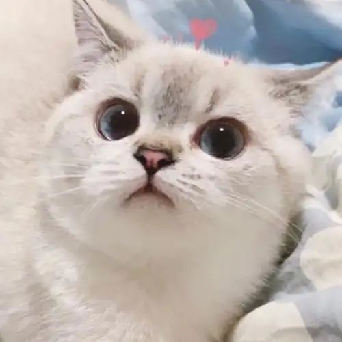 猫咪,萌宠,宠物头像