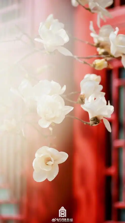 故宫玉兰花壁纸上新##故宫玉兰花有多美