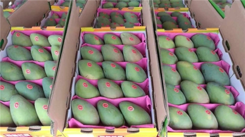 批发田东芒果,桂林田东芒果,田东芒果价格