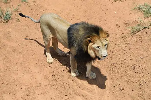 雄性,狮子,纳米比亚,非洲,灌丛草原,纳米布沙漠,俯视