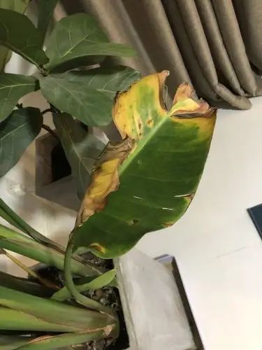 答疑解惑天堂鸟黄叶如何处理