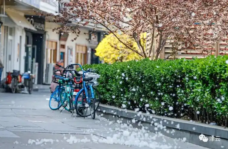 杨柳絮是野菜吗