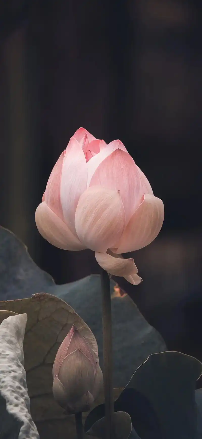 荷花飘香 #上热门 #治愈系 #唯美意境 #你该换壁纸了  - 抖音