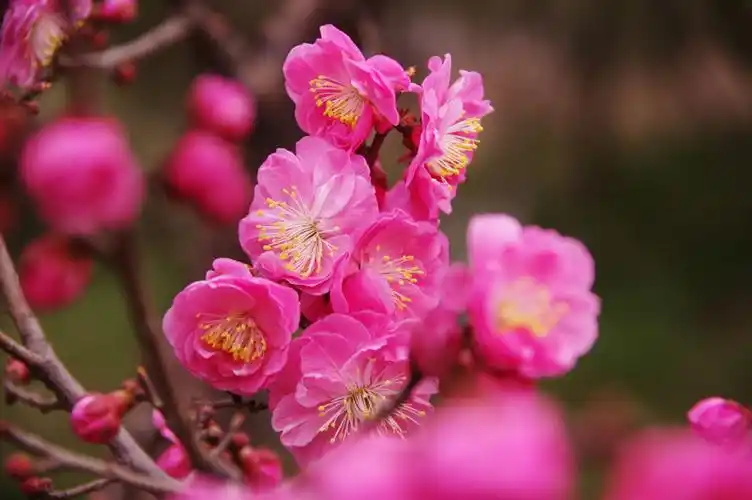 桃梅,梅花嫁接在桃树上所开的花,特点是先开花后长叶.用于美化环境.