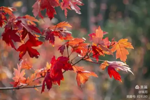其它 枫叶红似火 写美篇2020年11月3日 摄于福州郊野公园"红叶谷"
