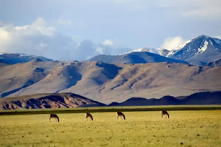 走进西藏(4)……精灵的乐园～藏北羌塘/可可西里无人区