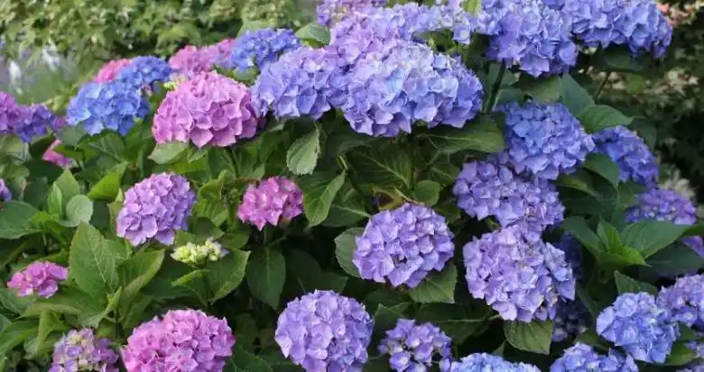 绣球花的花语是什么