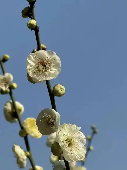 鄂州凤凰广场梅园梅花吐蕊绽放,为城市增添了一道亮丽风景_中国_西山