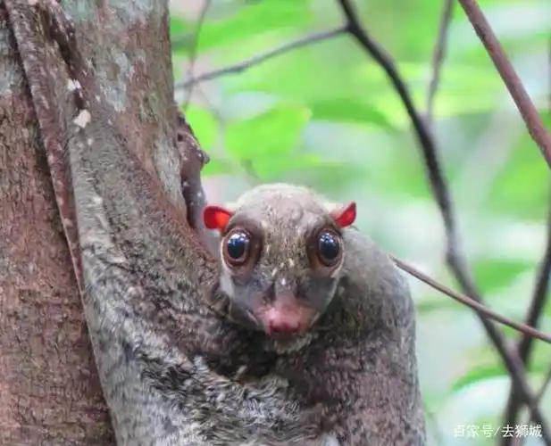 人们拍下它的照片,经过对比发现,原来它就是大名鼎鼎的鼯猴.