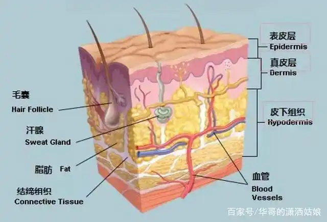我们的皮肤从外到内分为表皮层,真皮层,皮下组织这三大层.记住了吗?