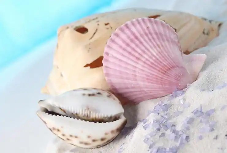 沙滩上的粉色贝壳与海螺摄影图片