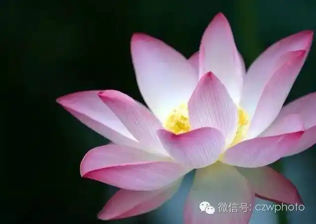 将温暖藏在唇边,将美好根植在清清浅浅的岁月中,善良的人懂得修心养性