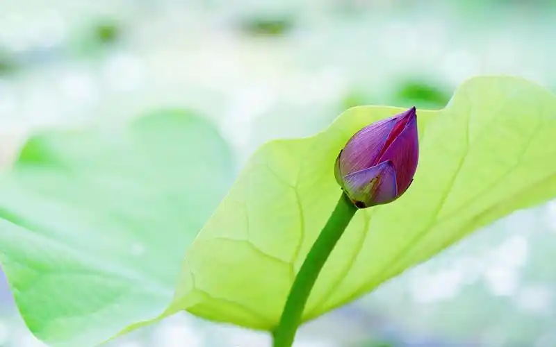 唯美小清新风景壁纸